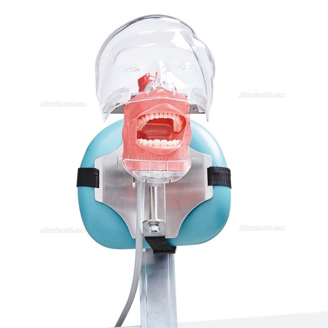 Jingle C6-3 Dental Training Practice Phantom Manikin Head